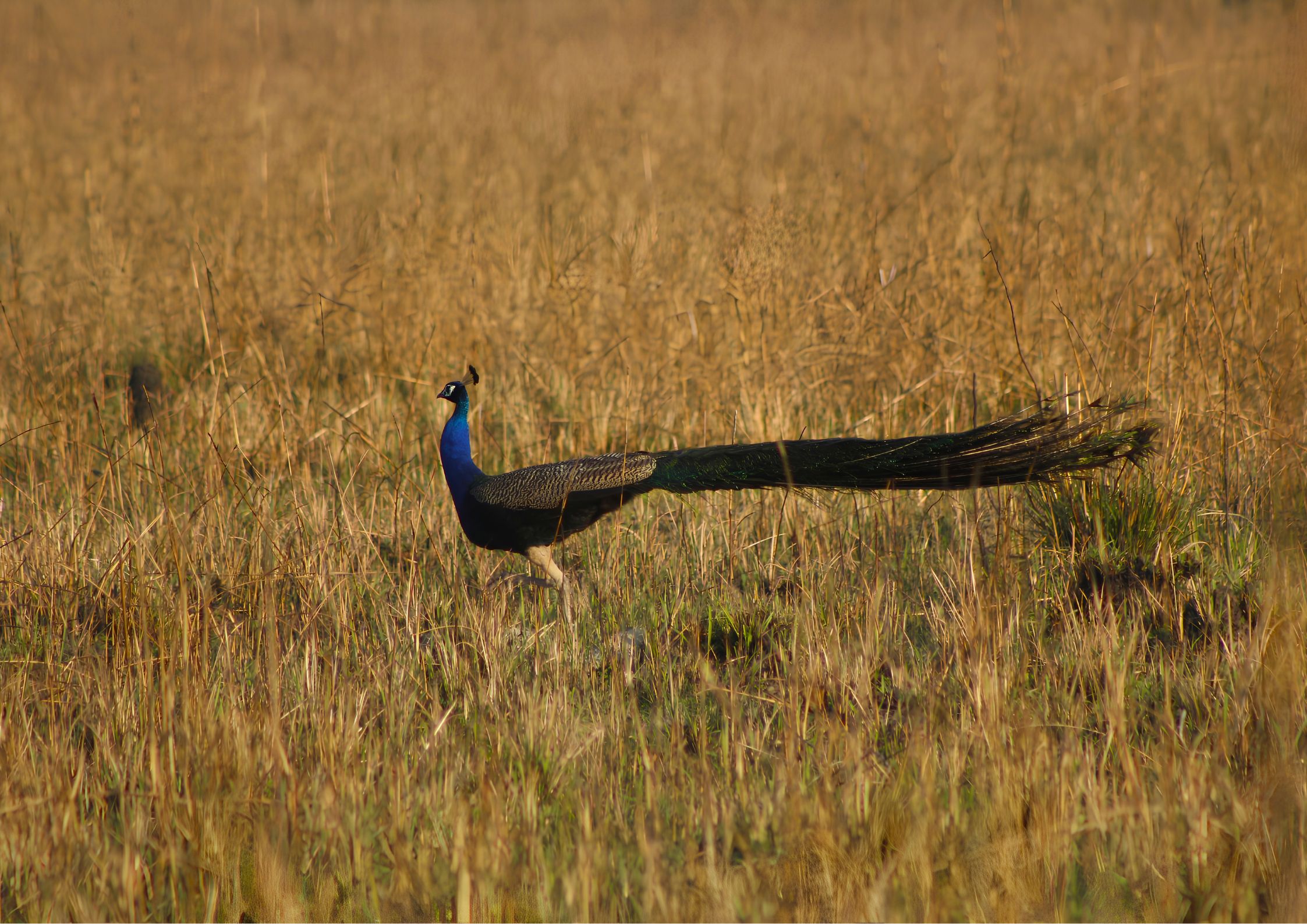 Peacock displaying vibrant feathers at Shuklaphanta