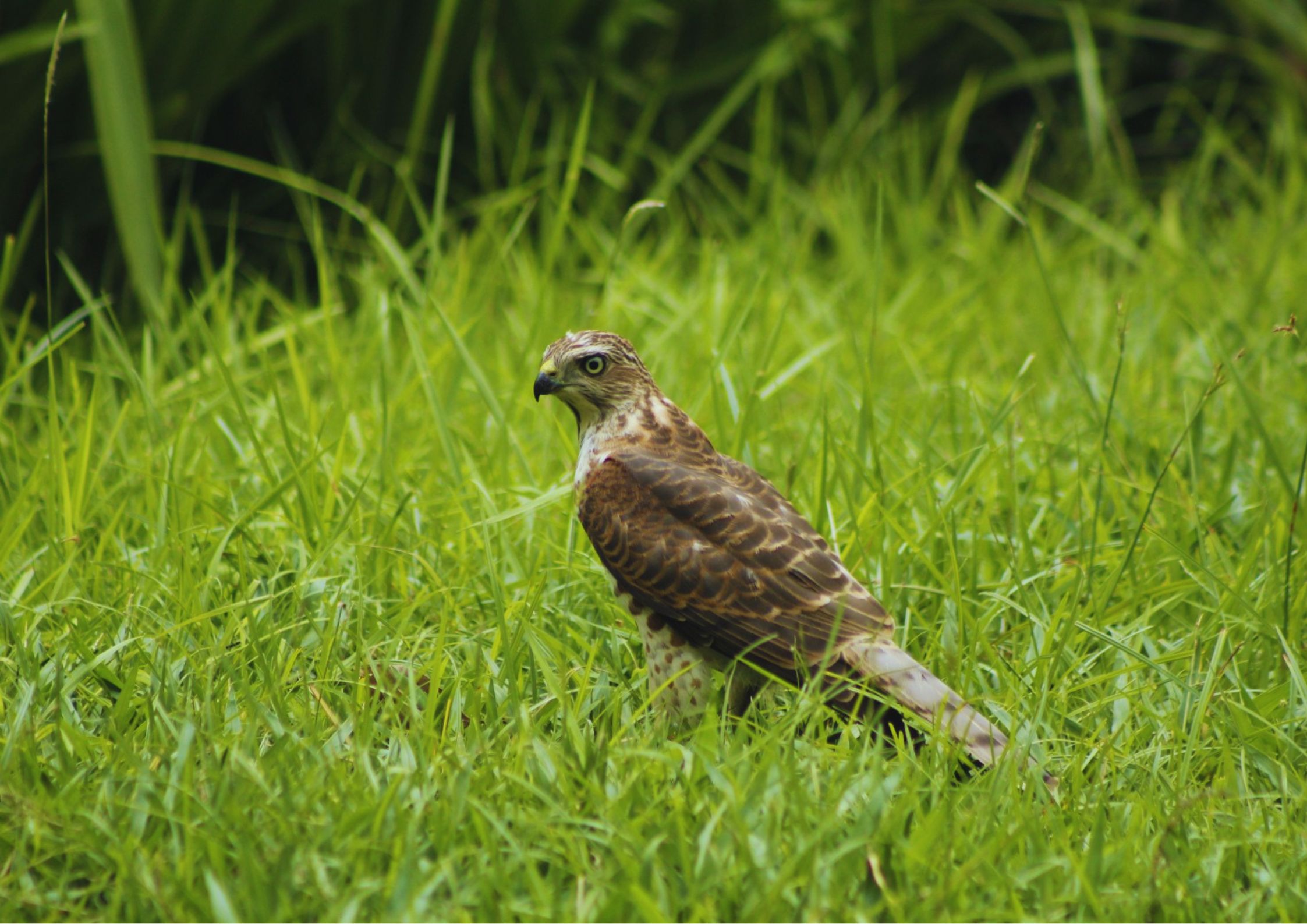Exotic bird at Shuklaphanta National Park