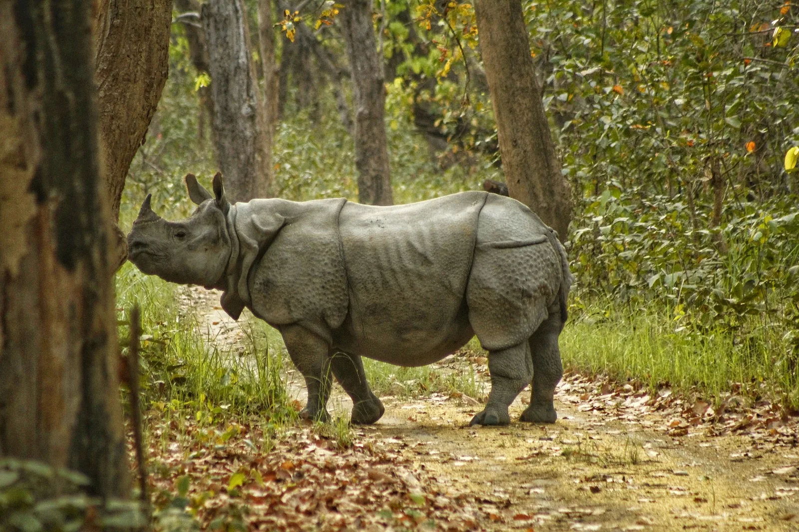 One-Horned Rhinoceros at Shuklaphanta